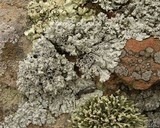 Physcia tribacia var. tribacia image