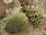 Niebla ceruchoides image