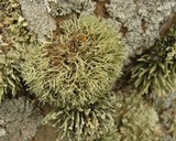 Niebla ceruchoides image