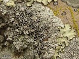 Physcia tribacia var. tribacia image
