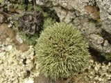 Niebla ceruchoides image