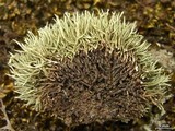 Niebla ceruchoides image