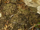 Rinodina conradii image