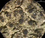 Rinodina conradii image