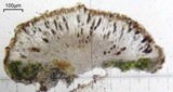 Rinodina conradii image