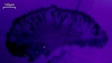 Rinodina conradii image