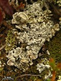 Diploschistes muscorum image