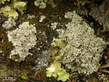 Lepraria xerophila image
