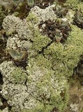 Lepraria xerophila image