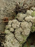 Lepraria xerophila image