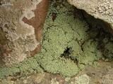 Leprocaulon microscopicum image