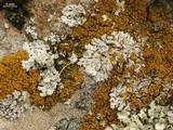 Caloplaca bolacina image