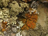 Caloplaca bolacina image