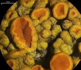 Caloplaca bolacina image