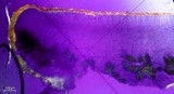 Caloplaca bolacina image