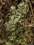 Cladonia hammeri image