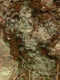 Lepraria caesioalba image
