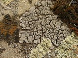 Dermatocarpon americanum image