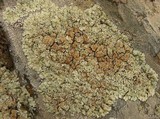 Lecanora muralis image