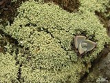 Leprocaulon microscopicum image