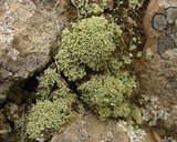 Leprocaulon microscopicum image