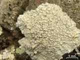 Lecanora subcarnea image