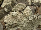 Lecanora subcarnea image