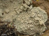 Lecanora subcarnea image