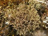 Cladonia scabriuscula image