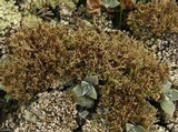 Cladonia scabriuscula image