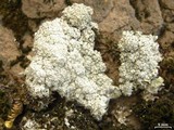 Pertusaria amara f. amara image