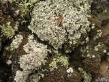 Lepraria xerophila image