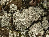 Lepraria xerophila image