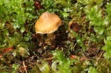 Inocybe calida image