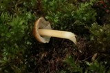 Inocybe calida image