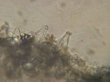 Inocybe calida image