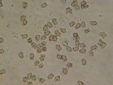 Inocybe calida image