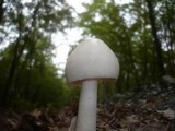 Amanita lividopallescens image