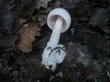 Amanita lividopallescens image