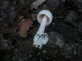 Amanita lividopallescens image