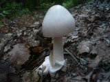 Amanita lividopallescens image