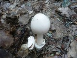 Amanita lividopallescens image