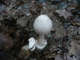 Amanita lividopallescens image