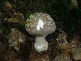 Amanita excelsa image