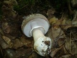 Amanita excelsa image