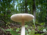 Amanita lividopallescens image