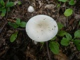 Amanita lividopallescens image