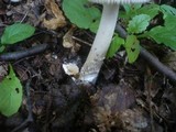 Amanita lividopallescens image