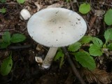 Amanita lividopallescens image