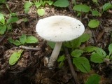 Amanita lividopallescens image